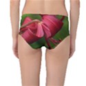 LILIUM RED VELVET Mid-Waist Bikini Bottoms View2