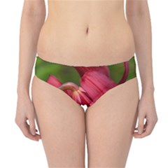 Lilium Red Velvet Hipster Bikini Bottoms by trendistuff