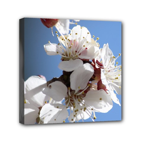 Apricot Blossoms Mini Canvas 6  X 6  by trendistuff