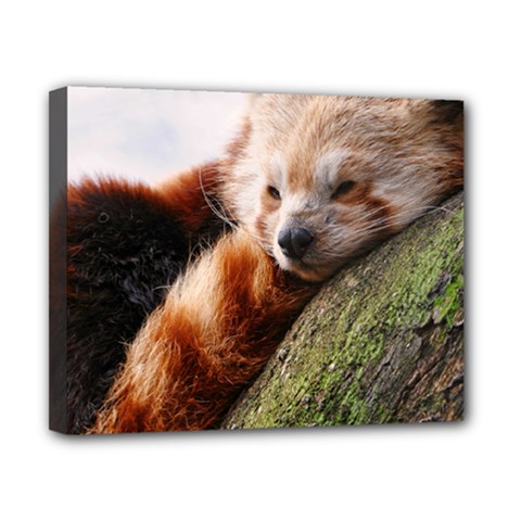 Red Panda Canvas 10  X 8 