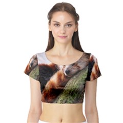 Red Panda Short Sleeve Crop Top by trendistuff