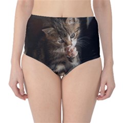 Talk To The Paw High-waist Bikini Bottoms by trendistuff