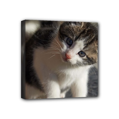 Questioning Kitty Mini Canvas 4  X 4  by trendistuff