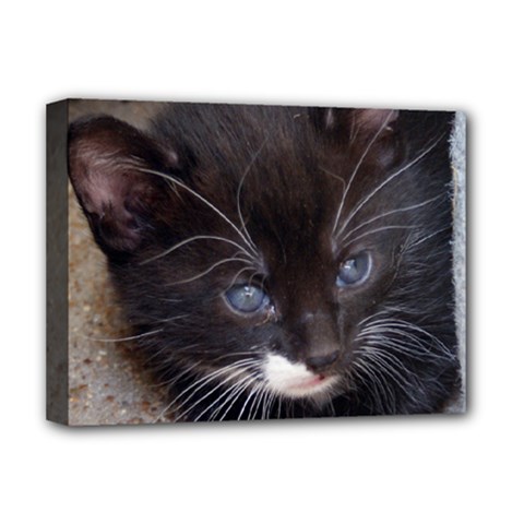 Kitty In A Corner Deluxe Canvas 16  X 12   by trendistuff