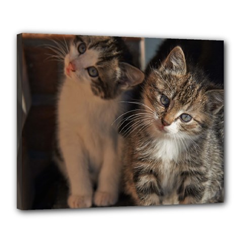 Cute Kitties Canvas 20  X 16  by trendistuff