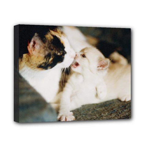 Calico Cat And White Kitty Canvas 10  X 8  by trendistuff