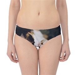 Calico Cat And White Kitty Hipster Bikini Bottoms by trendistuff