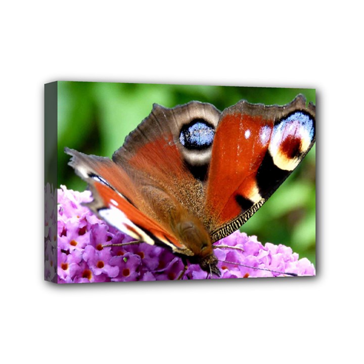 PEACOCK BUTTERFLY Mini Canvas 7  x 5 