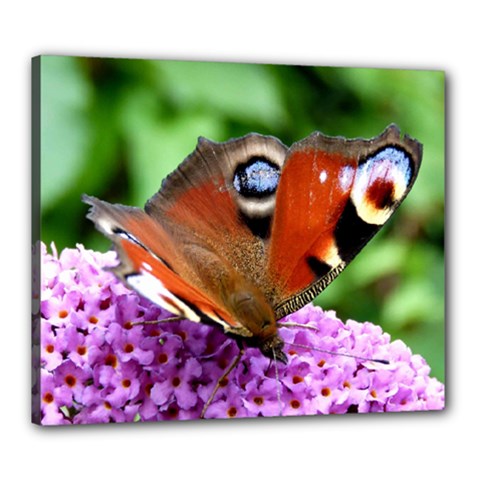 Peacock Butterfly Canvas 24  X 20  by trendistuff