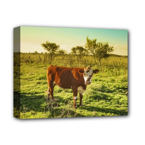 Cow In The Field Watching The Camera Deluxe Canvas 14  X 11  by dflcprints