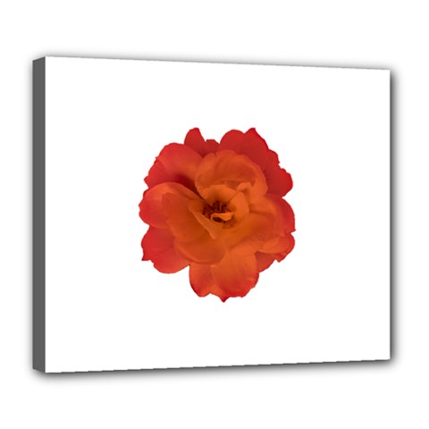 Red Rose Photo Deluxe Canvas 24  X 20   by dflcprints