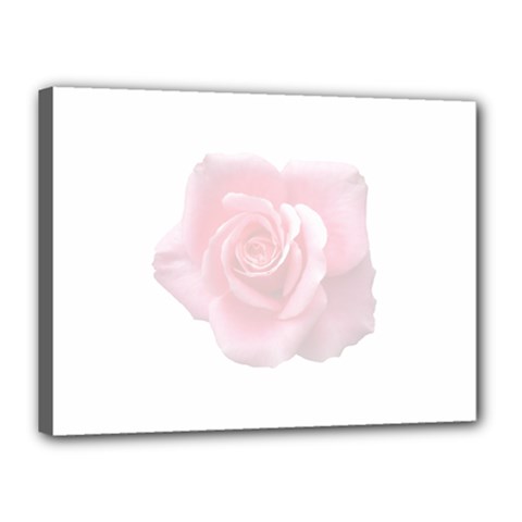 Pink White Love Rose Canvas 16  X 12  by yoursparklingshop