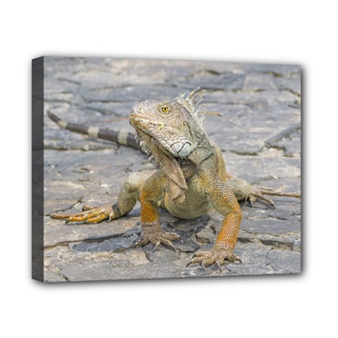 Young Iguana Canvas 10  X 8 