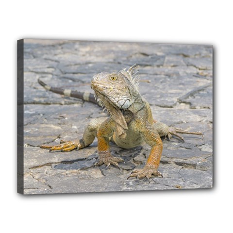 Young Iguana Canvas 16  X 12 