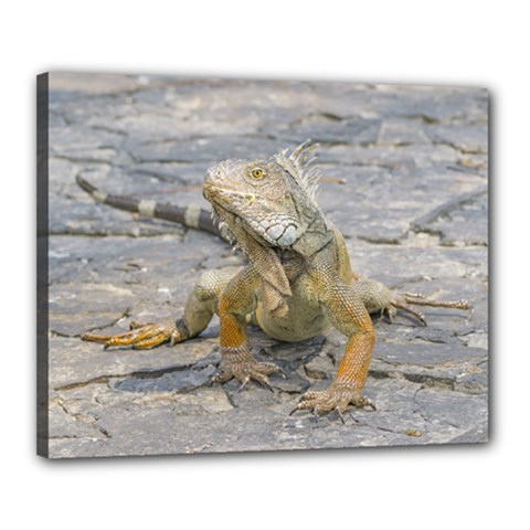 Young Iguana Canvas 20  X 16  by dflcprints