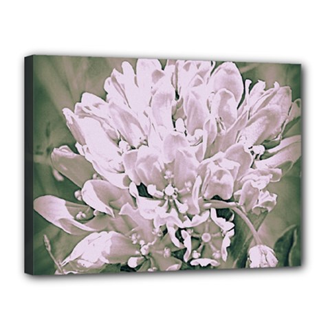 White Flower Canvas 16  X 12 
