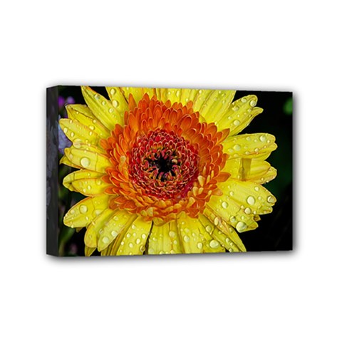 Yellow Flower Close Up Mini Canvas 6  X 4  by MichaelMoriartyPhotography