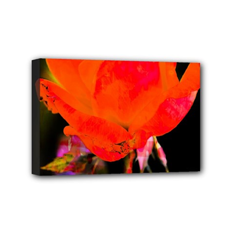 Red Beauty Mini Canvas 6  X 4  by MichaelMoriartyPhotography