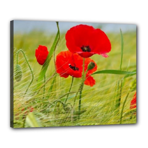 Poppy Canvas 20  X 16  (framed)