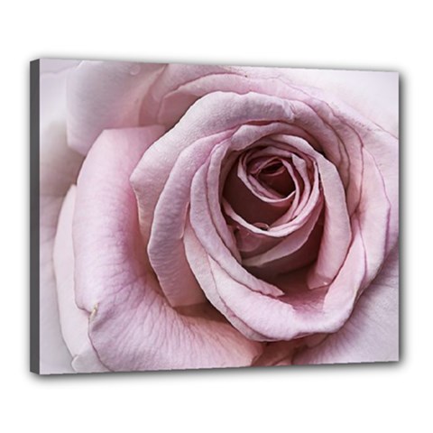 Pink Rose Canvas 20  X 16  (framed) by Fadi2010