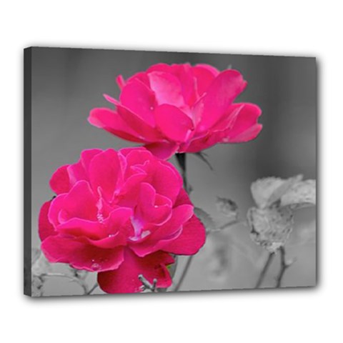 Pink Roses Canvas 20  X 16  (framed)