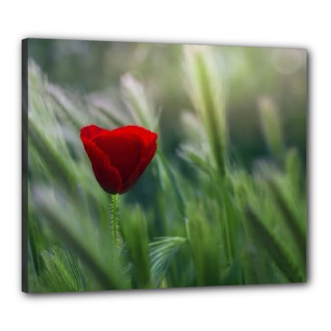 Red Poppy Canvas 24  X 20  (framed) by Fadi2010