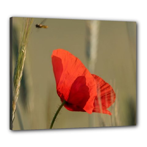 Spring Poppy Canvas 24  X 20  (framed)