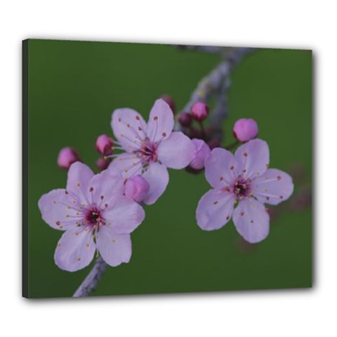 Spring Blossom Canvas 24  X 20  (framed) by Fadi2010