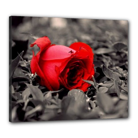 Red Rose Canvas 24  X 20  (framed) by Fadi2010