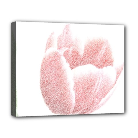 Red Tulip Pencil Drawing Deluxe Canvas 20  X 16   by picsaspassion