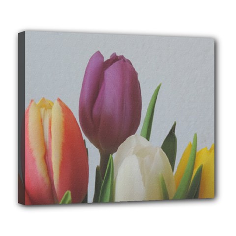 Tulips Deluxe Canvas 24  X 20   by picsaspassion