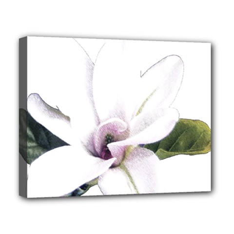 White Magnolia Pencil Drawing Art Deluxe Canvas 20  X 16  