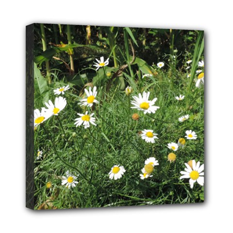 Wild Daisy Summer Flowers Mini Canvas 8  X 8 