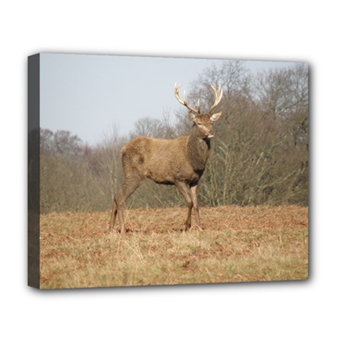 Red Deer Stag On A Hill Deluxe Canvas 20  X 16   by GiftsbyNature