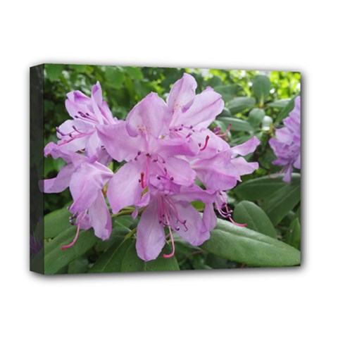 Purple Rhododendron Flower Deluxe Canvas 16  X 12  