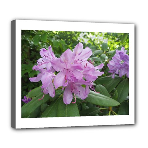 Purple Rhododendron Flower Deluxe Canvas 24  X 20   by picsaspassion