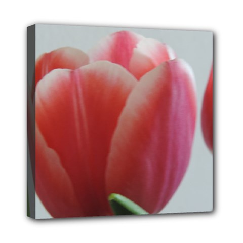 Red - White Tulip Flower Mini Canvas 8  X 8  by picsaspassion