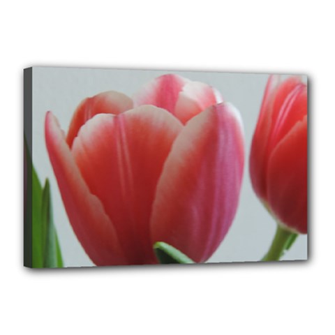 Red - White Tulip Flower Canvas 18  X 12  by picsaspassion