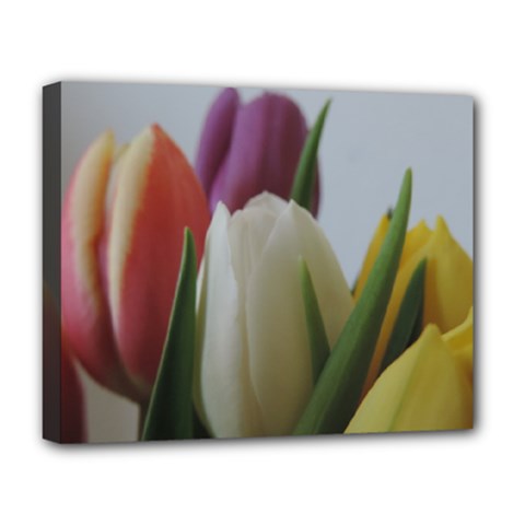 Colored By Tulips Deluxe Canvas 20  X 16   by picsaspassion