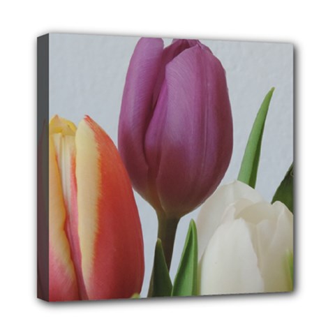 Tulip Spring Flowers Mini Canvas 8  X 8  by picsaspassion