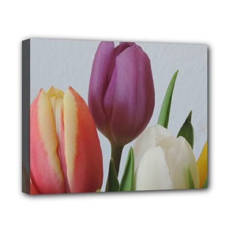 Tulip Spring Flowers Canvas 10  X 8  by picsaspassion
