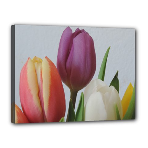 Tulip Spring Flowers Canvas 16  X 12  by picsaspassion