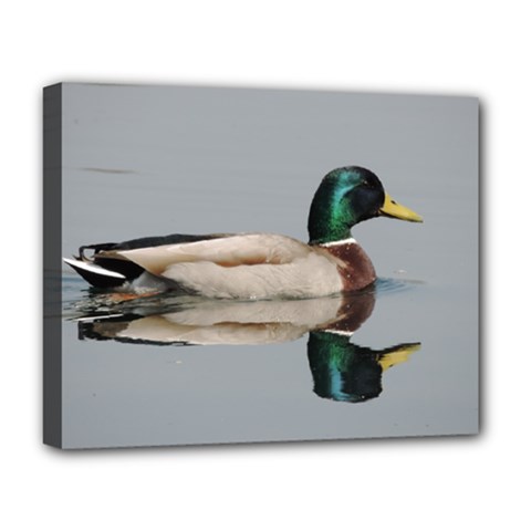 Wild Duck Swimming In Lake Deluxe Canvas 20  X 16   by picsaspassion