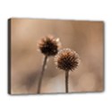 Withered Globe Thistle In Autumn Macro Canvas 16  x 12  View1