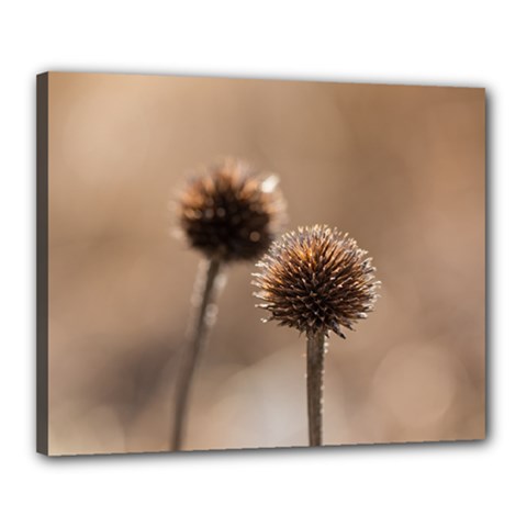 Withered Globe Thistle In Autumn Macro Canvas 20  X 16 