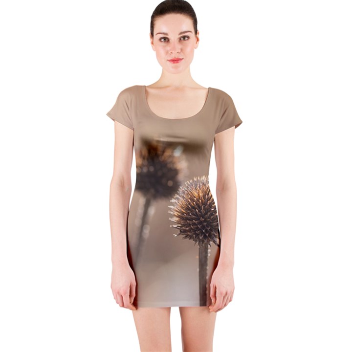 Withered Globe Thistle In Autumn Macro Short Sleeve Bodycon Dress