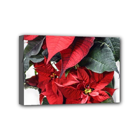 Star Of Bethlehem Star Red Mini Canvas 6  X 4  by Amaryn4rt