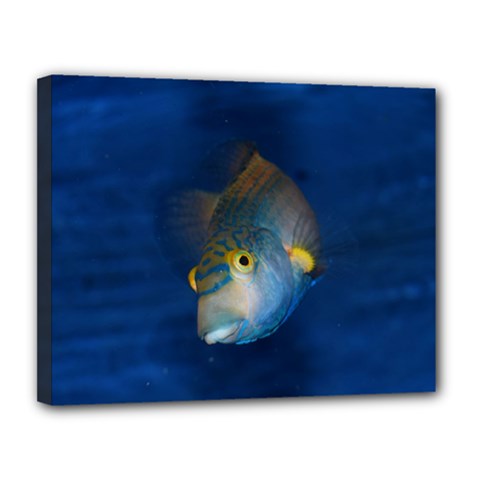 Fish Blue Animal Water Nature Canvas 14  X 11  by Amaryn4rt