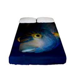 Fish Blue Animal Water Nature Fitted Sheet (full/ Double Size) by Amaryn4rt