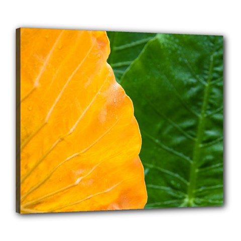 Wet Yellow And Green Leaves Abstract Pattern Canvas 24  X 20  by Amaryn4rt